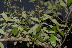 Lagerstroemia parviflora